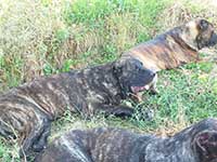 cane corso tigrato